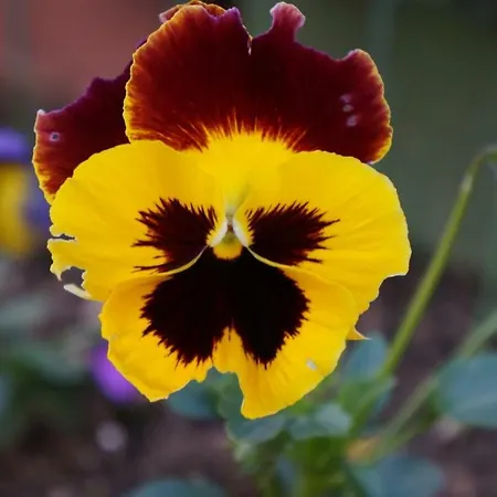 Apartment Filip Diklo